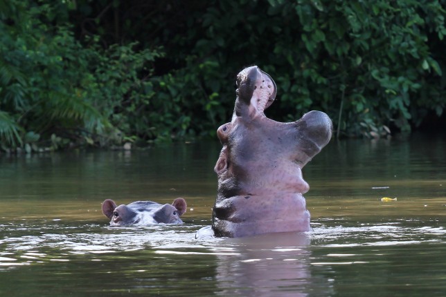 Hippo,(hippopotamus,Amphibius),In,A,Pool,,Gambia