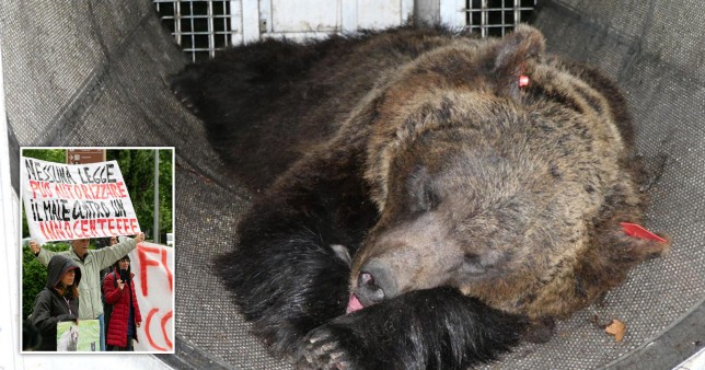 The bear, named JJ4, killed an Italian man on a mountain trail in April (Picture: AFP/REX/Splash) 