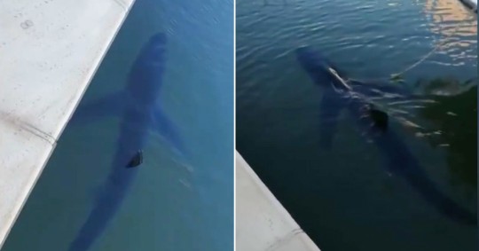 The shark was filmed scarily close to the shoreline (Picture: SOLARPIX.COM)