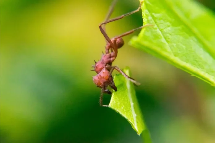 Leaf Cutting Ant