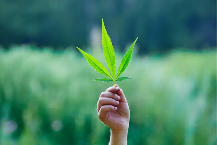 Weed Cannabis Drugs