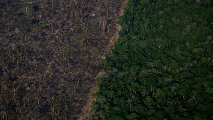 Fourteen dead in plane crash in Brazil's Amazonas state